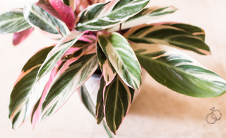 Keeping Your Calathea Stromanthe Thriving