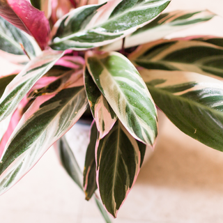 Keeping Your Calathea Stromanthe Thriving