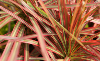 Dracaena Marginata Tricolor Care Guide
