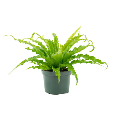 Bird Nest Fern 6"