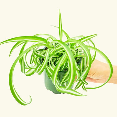 Spider Plant "Bonnie" 4"