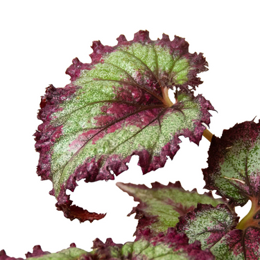 Begonia Rex 4"