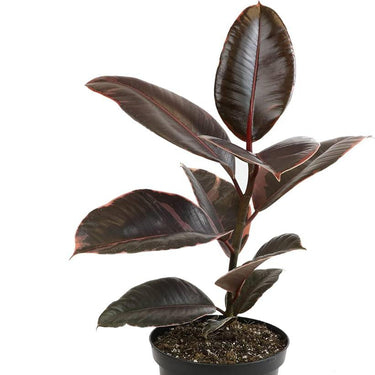 Rubber Plant Variegated Ruby 6"