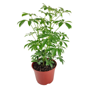 Arboricola Dwarf Schefflera Umbrella Tree 6"