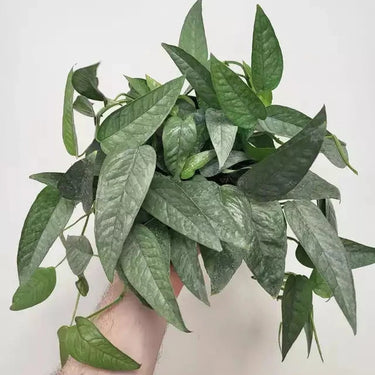 Cebu Blue Pothos(Epipremnum Pinnatum) 4"