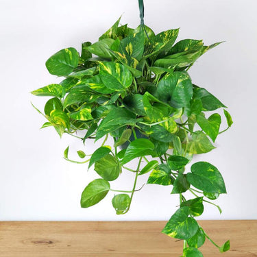 Hanging Golden Pothos 8"