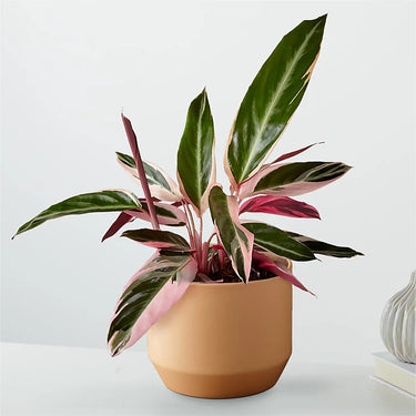 Calathea Stromanthe Trio-Star 6"