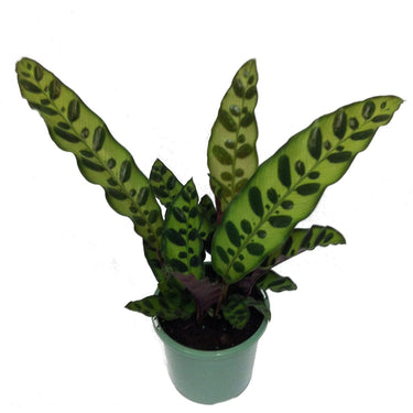 Calathea Rattlesnake Plant 4"