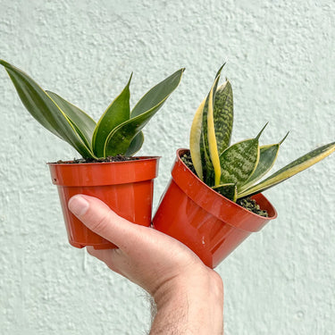 Sansevieria Snake Plant 4"