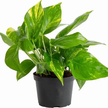 Golden Pothos 4"