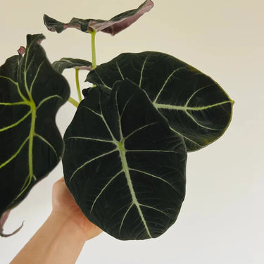 Alocasia Black Diamond 4"